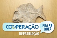 Arte:Comunicação/MPF Sabia que o MPF já conseguiu repatriar fósseis, filhotes de cobra albina e até sangue indígena?