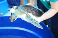 Programação Dia do Mangue