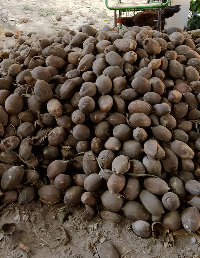 jul25-babacu-2.jpg Foto com uma centena de babaçus empilhados sobre chão batido