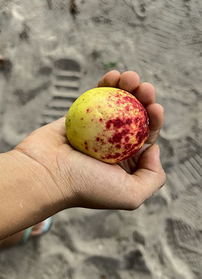 jul25-mangaba.jpg aa