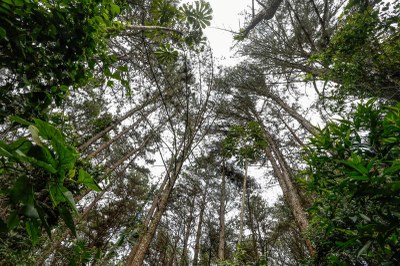 Foto ilustrativa: Rafa Neddermeyer/Agência Brasil Foto ilustrativa do Parque Estadual de Itapetinga localiza-se no sul do Estado de São Paulo. É possível ver uma vegetação densa de árvores. A foto é tirada de baixo para cima para ver a copa das árvores.