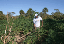 TRF1 determina a conclusão da demarcação das terras da Comunidade Quilombola São Joaquim (TO) em 360 dias — Procuradoria Regional da República da 1ª Região