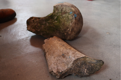 Imagem de fósseis de Zamba, criatura lendária do imaginário sertanejo, semelhante a uma preguiça gigante, em possível sítio paleontológico em comunidade quilombola de Aguazinha, em Carneiros