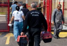 Iniciativa do MPF com parceiros promove castração de gatos na Penitenciária do Santa Maria, em Aracaju — Procuradoria da República em Sergipe