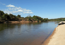 MPF apura destruição de vegetação natural em unidade de conservação próxima ao Rio Araguaia (MT) — Ministério Público Federal em Mato Grosso