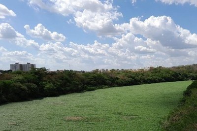 Foto: MPF/PI Foto dos aguapés no Rio Poti, em Teresina, no Piauí.