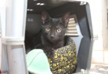 MPF cobra plano de cuidado permanente para gatos do campus do Instituto Federal de Sergipe em Aracaju — Procuradoria da República em Sergipe