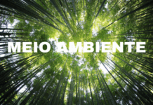 Operação conjunta enfrenta desmatamento em Terra Indígena no Paraná — Procuradoria da República no Paraná