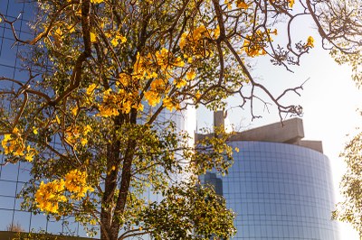 Foto: Leobark Rodrigues/MPF Foto do prédio da PGR com ipê amarelo florido em primeiro plano