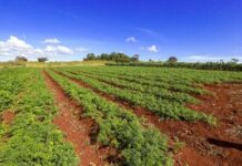 MPF assegura na Justiça moradia de famílias assentadas em área contestada por empresa em Porto Velho (RO) — Procuradoria da República em Rondônia