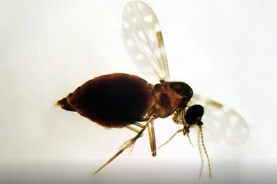 Mosquito. Foto: Fiocruz/Divulgação Fotografia de um mosquito voando sobre um fundo branco