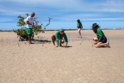 Prefeitura de Natal planta mudas em alusão ao Dia de Proteção aos Manguezais Foto: Roberto Galhardo/Semsur Foto mostra voluntários plantando mudas em área de manguezal
