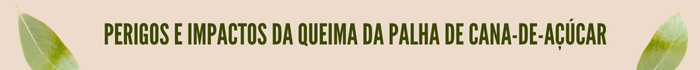 Perigos e impactos da queima da palha de cana-de-açúcar
