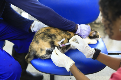 Gato em atendimento no HVU