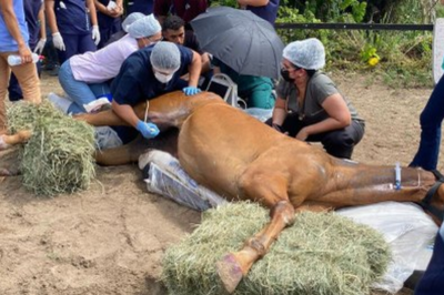 Cavalo em atendimento no HVU