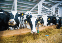 A pedido do MPF, Justiça sentencia governo do Pará a publicar dados de transparência da pecuária — Procuradoria da República no Pará