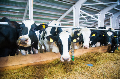 Gado de raça Holstein (preto e branco) em um estábulo ou galpão de confinamento. As vacas estão alinhadas, com brincos amarelos de identificação nas orelhas, comendo feno de um cocho de madeira em primeiro plano.