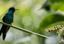 Após pedido do MPF, Justiça Federal suspende redução de área de parque em Matinhos (PR) — Procuradoria da República no Paraná