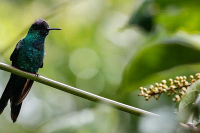 Foto ilustrativa: Rafa Neddermeyer/Agência Brasil A foto mostra um beija-flor em um galho e um fundo verde com folhas desfocadas.