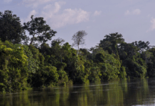 Após pedido do MPF, Justiça determina paralisação imediata de comércio de Soluções baseadas na Natureza na TI Vale do Javari (AM) — Procuradoria da República no Amazonas