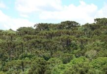 Em ação do MPF, Justiça determina regularização fundiária e elaboração do plano de manejo da Esec da Mata Preta em Abelardo Luz (SC) — Procuradoria da República em Santa Catarina