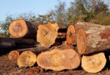 Justiça atende MPF e aumenta em mais de dez vezes indenização imposta a madeireira por dano ambiental no Pará — Procuradoria da República no Pará