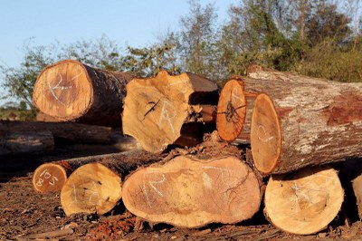 foto em close-up de um monte de toras de madeira recém-cortadas, de cores avermelhadas e amareladas, empilhadas sobre a terra.