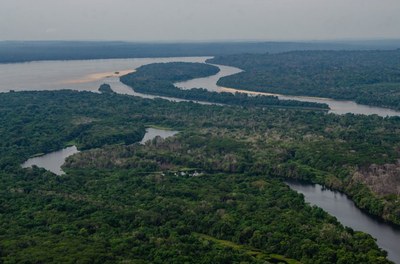 Foto aérea da floresta amazônica entremeada por rios