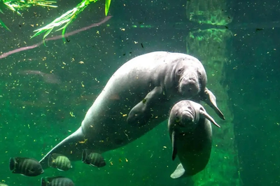A imagem mostra dois peixes-boi, mamíferos aquáticos grandes e herbívoros, também conhecidos como manatins ou vacas-marinhas. 