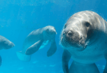 MPF cobra esclarecimentos sobre morte de peixes-boi em Porto de Pedras e prorroga investigação ambiental — Procuradoria da República em Alagoas