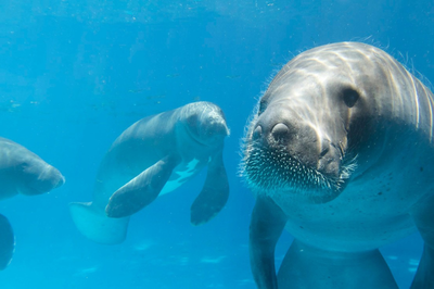 Associação Peixe-Boi Alagoas A imagem mostra um peixe-boi, um mamífero aquático herbívoro que também é conhecido como vaca-marinha.