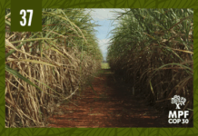 MPF defende que autorizações para queima da palha da cana sejam precedidas de estudos ambientais — Procuradoria-Geral da República