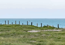 MPF esclarece retirada de árvores na orla de Camboinha — Procuradoria da República na Paraíba