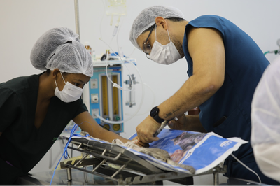 Fotos: Ascom UFS e Equipe HUV Dois veterinários, um homem e uma mulher, em vestes cirúrgicas, toucas e máscaras, realizam um procedimento em um animal (possivelmente um gato ou um pequeno cão) deitado em uma mesa cirúrgica. Equipamentos médicos e soros estão visíveis ao fundo, sugerindo um Hospital Veterinário Universitário (HVU) ou centro cirúrgico.