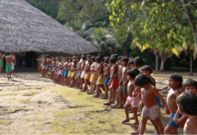 TRF1 mantém condenação que obriga União e Funai a revisar limites da Terra Indígena Waimiri Atroari (AM e RR) — Procuradoria Regional da República da 1ª Região