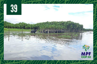 Foto: Relatório ICMBio, com adaptações COP30: ação do MPF reduz criação irregular de búfalos em reserva do Amapá e abre caminho para práticas sustentáveis