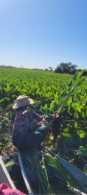 A imagem mostra uma pessoa sentada em um pequeno barco colhendo plantas aquáticas (provavelmente aguapés ou similar) de um denso campo de vegetação verde que cobre a água. A pessoa usa chapéu de palha e manipula os caules e raízes das plantas, com o material já colhido visível dentro do barco.