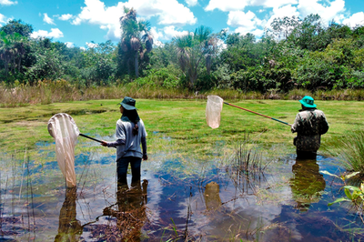 Pessoas com redes dentro de um lago repleto de folhas e cercado por vegetação do cerrado
