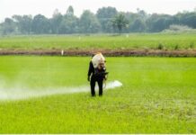 Fórum Gaúcho defende proibição do herbicida 2,4-D — Procuradoria da República no Rio Grande do Sul