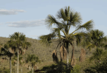 MPF garante suspensão de requerimentos de mineração no Território Kalunga (GO) — Procuradoria da República em Goiás