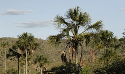Paisagem do Cerrado com árvores 