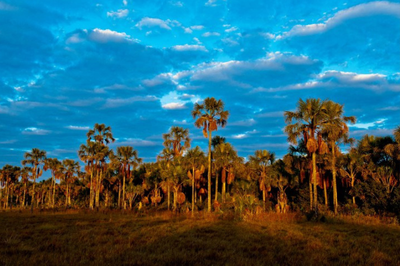 Parque Nacional Grande Sertão Veredas - Foto: Arquivo ICMBio Foto de uma grande vereda sob o céu azulado