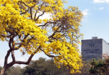 TST define lista tríplice apenas com mulheres para vaga de ministra