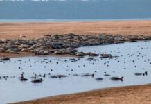 Justiça acolhe pedidos do MPF e determina fiscalização para proteger reprodução de tartarugas no Rio Xingu (PA) — Procuradoria da República no Pará