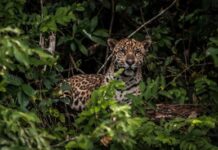 MPF divulga relatório sobre corrupção e lavagem de dinheiro no tráfico de animais silvestres — Procuradoria-Geral da República