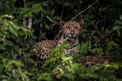 Foto: Divulgação/ICMBio imagem de onça pintada escondida entre folhas verdes