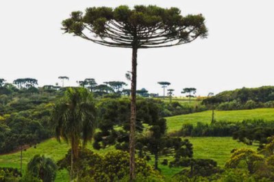 foto colorida da paisagem da TI Mangueirinha. No centro, uma araucária alta e esguia domina a cena, apresentando a copa característica em forma de guarda-chuva, achatada no topo. Ao fundo, um morro verdejante com mais araucárias e outras árvores menores.
 
