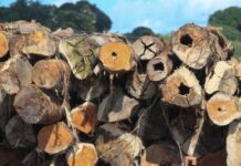 MPF pede cumprimento de decisão que obrigou fraudadores a pagar R$ 12,5 milhões e recompor área desmatada no PA — Procuradoria da República no Pará