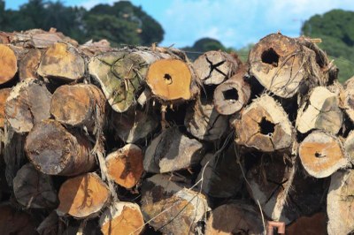 Jader Paes / Agência Pará Foto de pilha de toras de madeira cortadas com extremidades circulares expostas, algumas ocas. Fundo desfocado com árvores verdes e céu azul