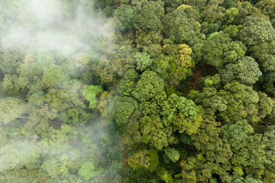 Foto: Canva Foto aérea de área de floresta, com árvores de copa densa, e, em metade da imagem, vê-se uma espécie de névoa sobre as árvores